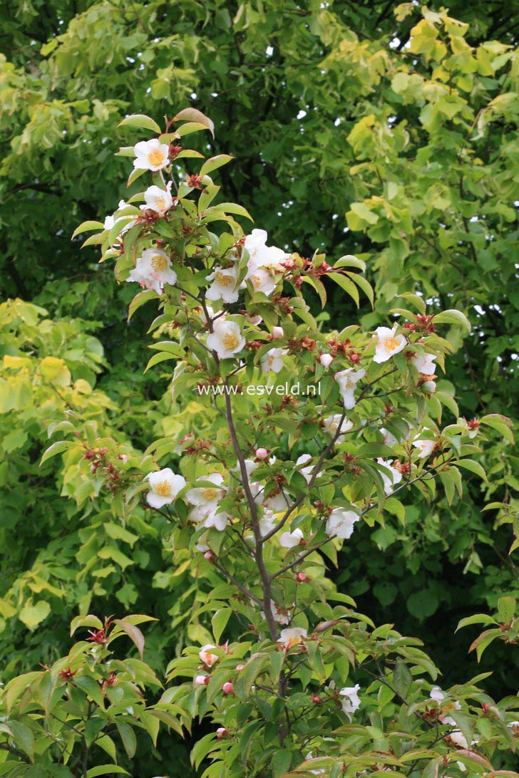 Stewartia gemmata