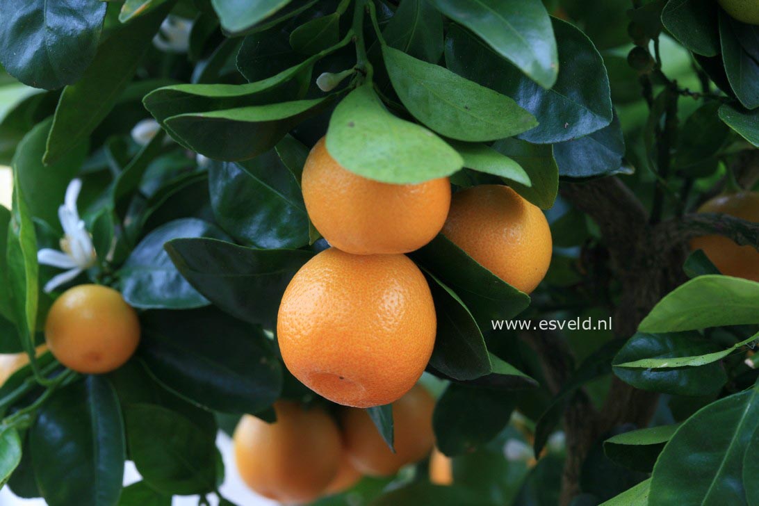 Citrus mitis