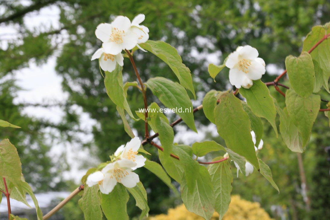 Philadelphus triflorus