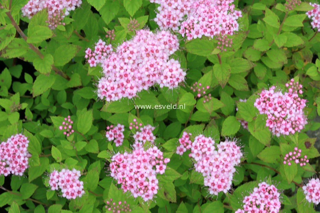 Spiraea japonica 'Little Princess'