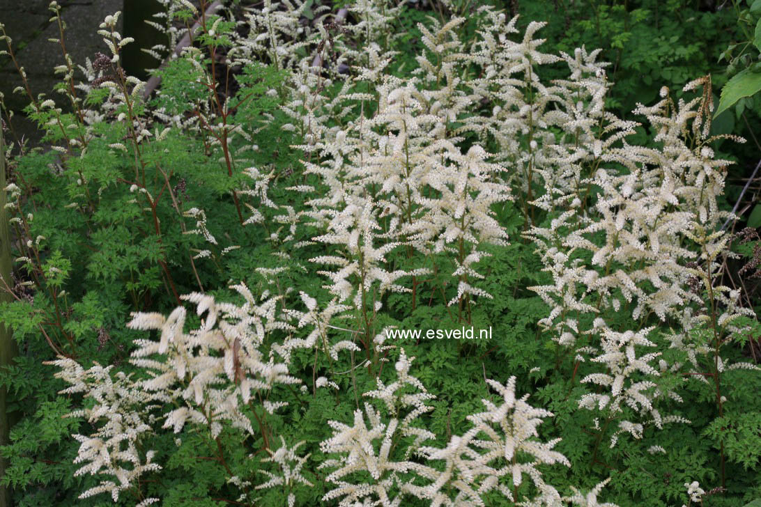 Aruncus dioicus 'Kneiffii'