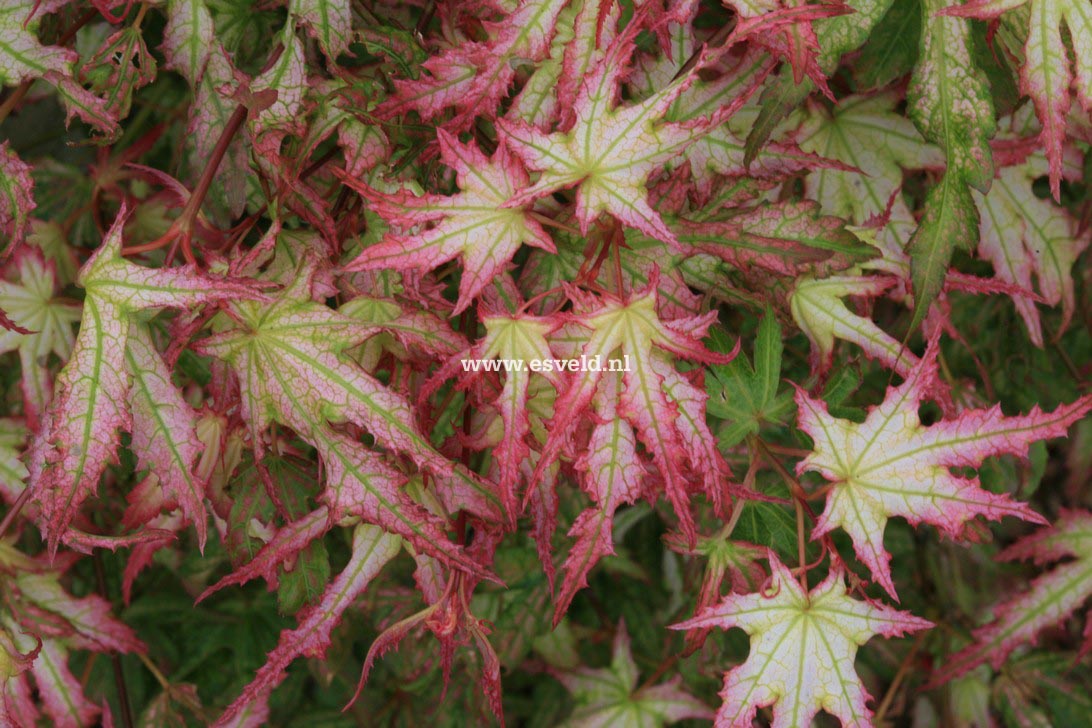 Acer palmatum 'First Ghost'