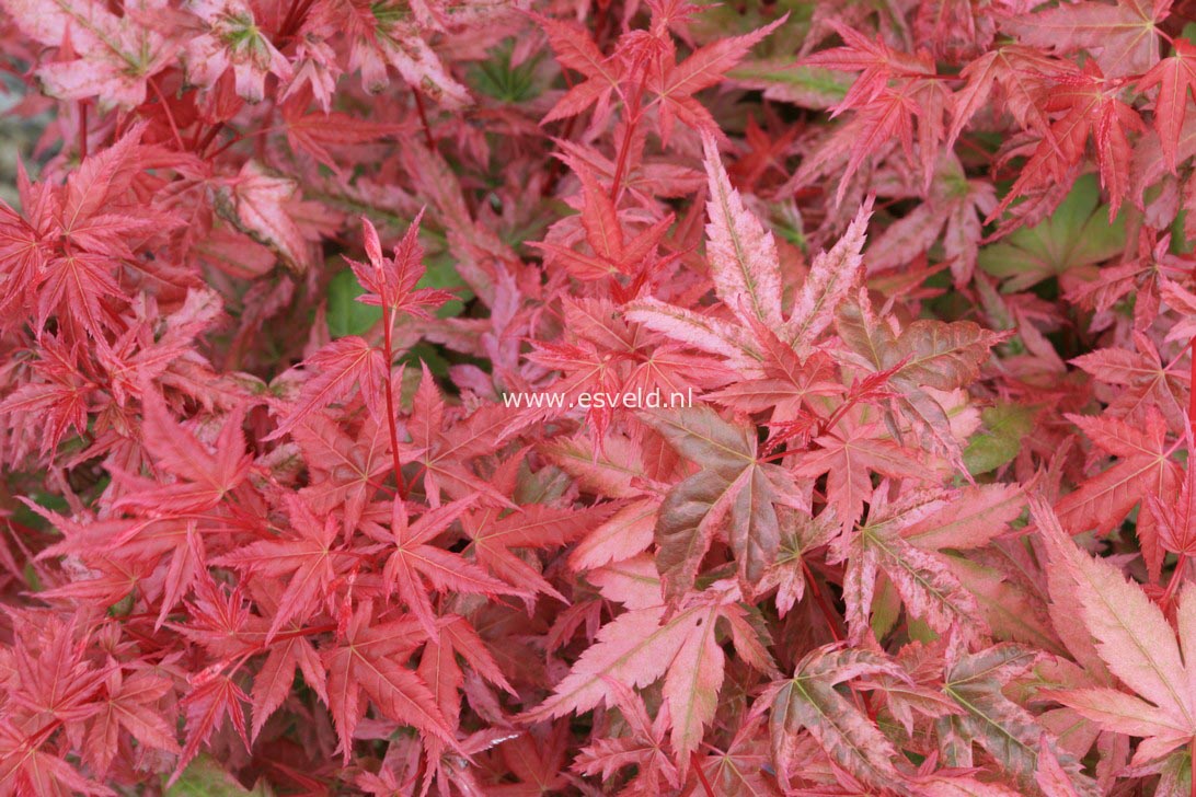 Acer palmatum 'Johnnie's Pink'