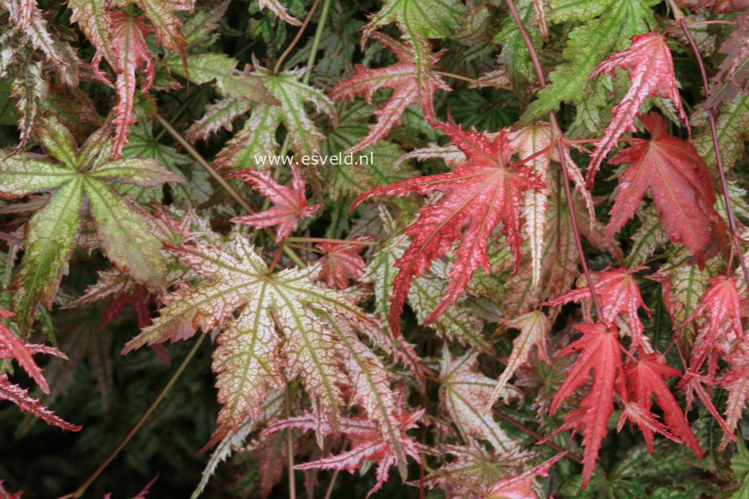 Acer palmatum 'Reticulatum Como'