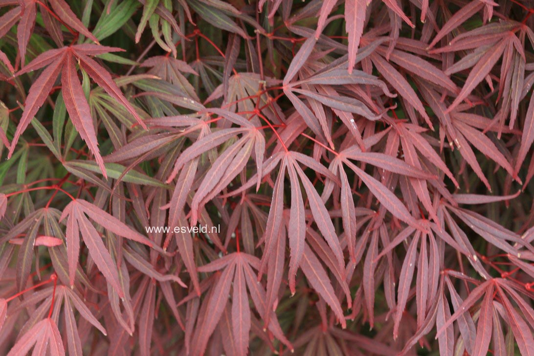 Acer palmatum 'Beni ubi gohon'
