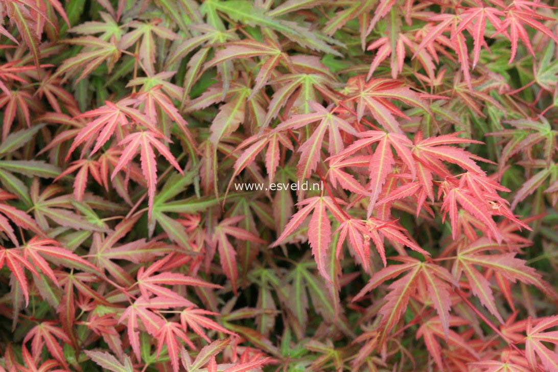 Acer palmatum 'Wilson's Pink Dwarf'