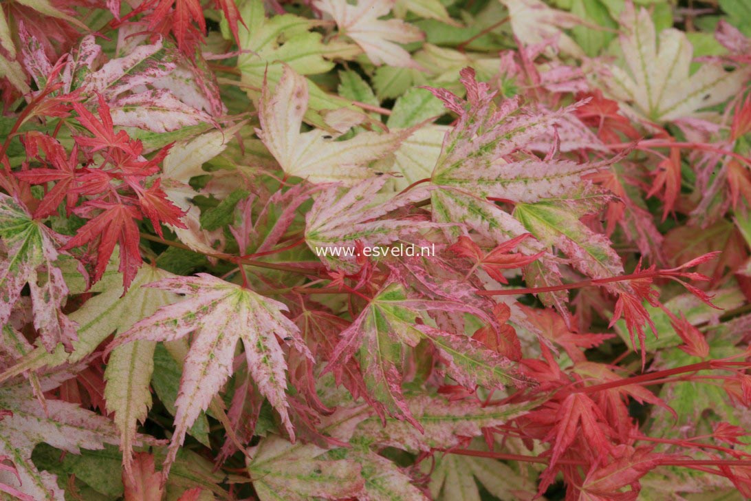 Acer palmatum 'Momoiro koyasan'