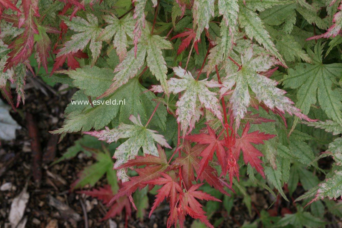 Acer palmatum 'Marakumo' (Hort. non Japan)