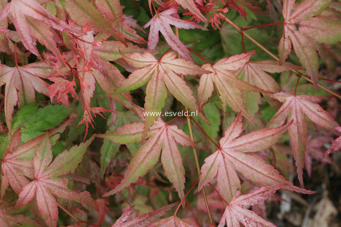 Acer palmatum 'Ruben'