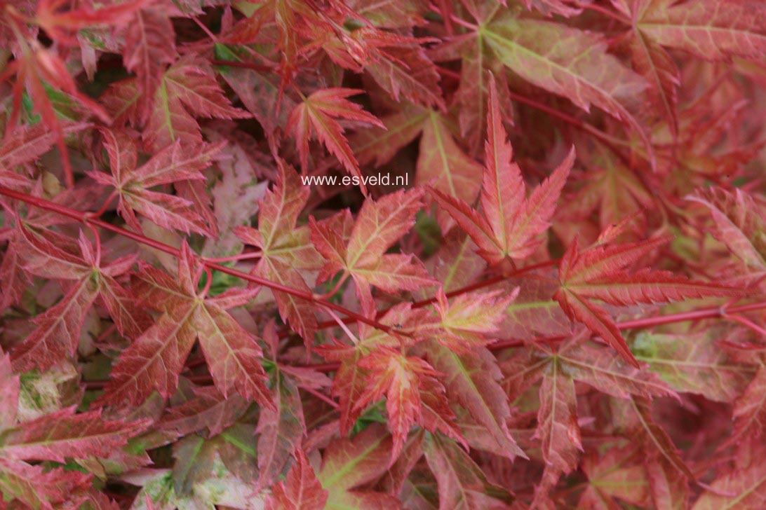 Acer palmatum 'Beni zuru'