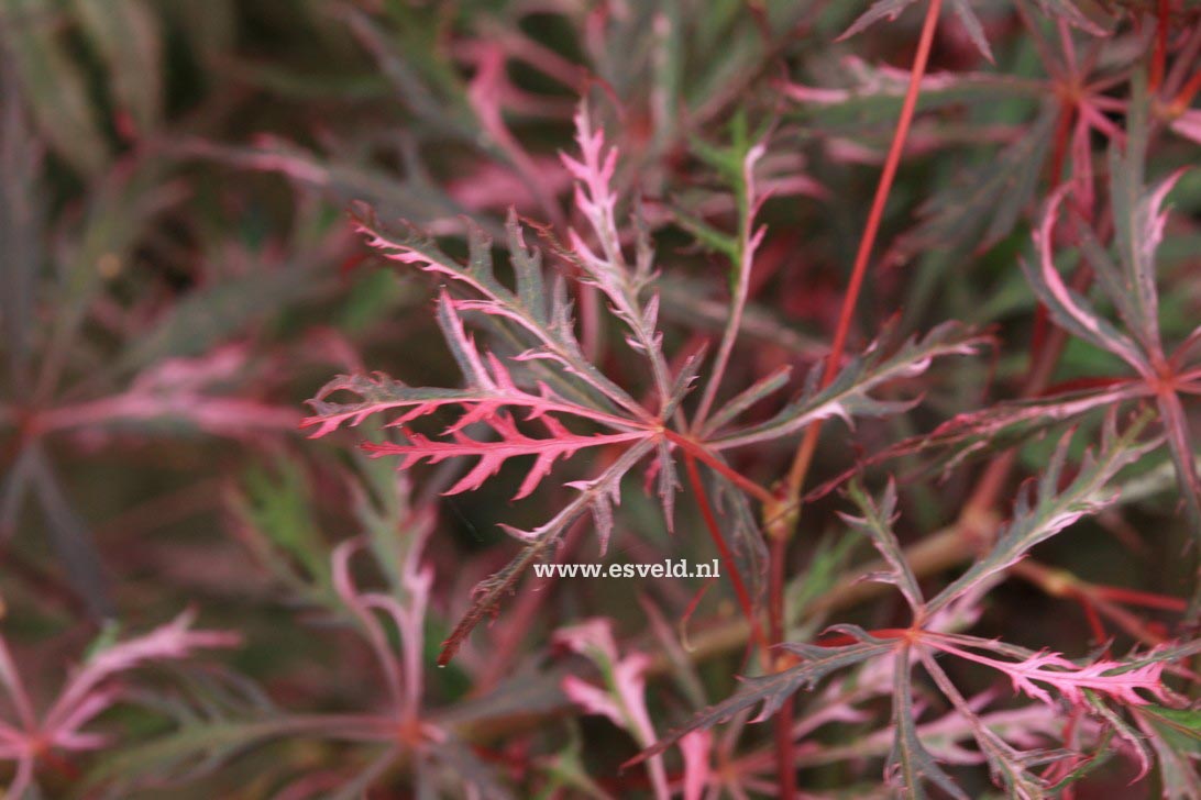 Acer palmatum 'Hana matoi'