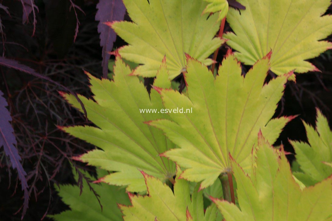 Acer shirasawanum 'Sonya Marie'