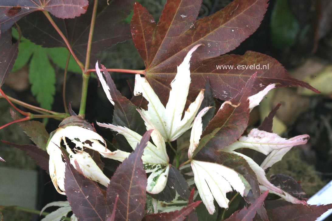 Acer palmatum 'Taimin nishiki'