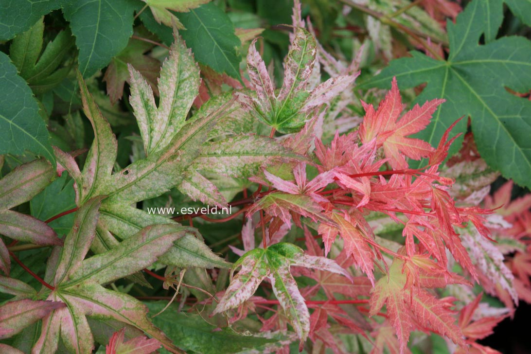 Acer palmatum 'Kawahara Rose'