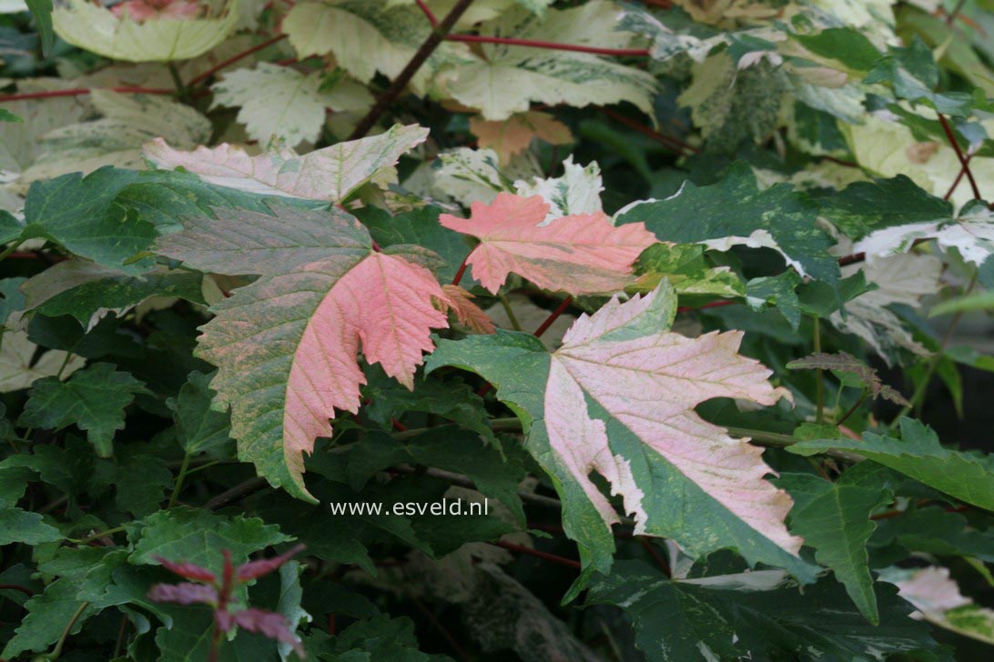 Acer pseudoplatanus 'Simon Louis Freres'