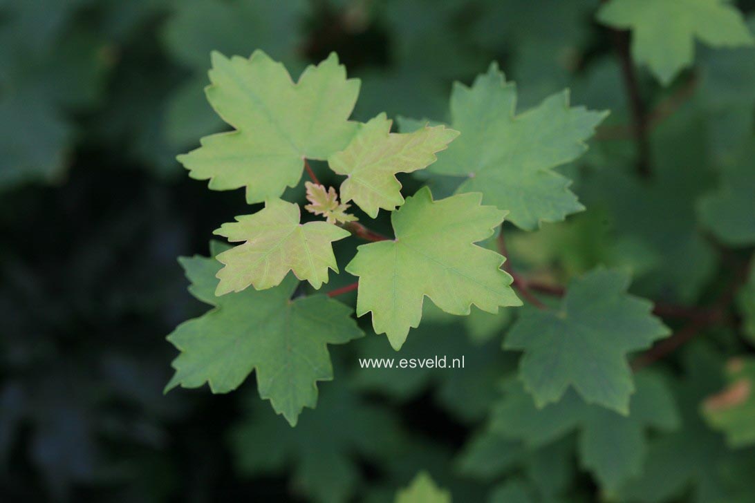 Acer hyrcanum ssp. sphaerocarpum