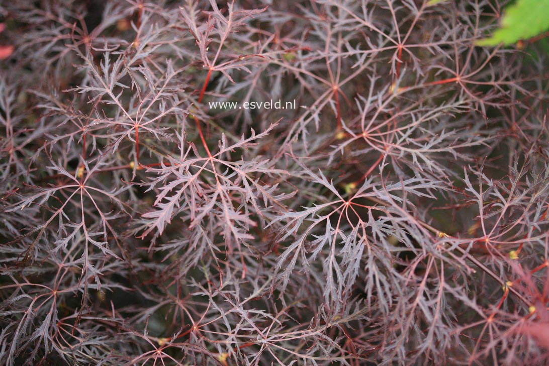 Acer palmatum 'Red Feathers'