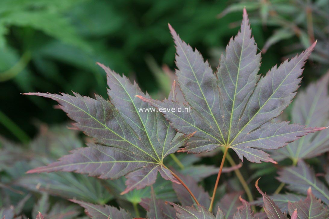 Acer palmatum 'Mirte'