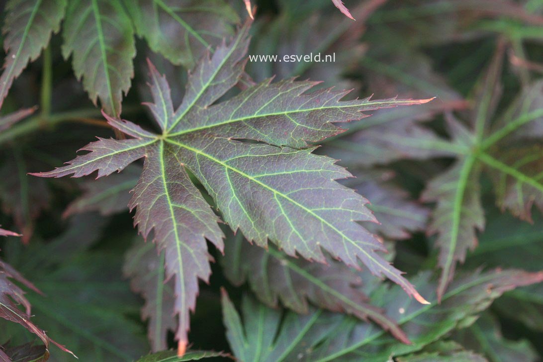 Acer palmatum 'Mirte'