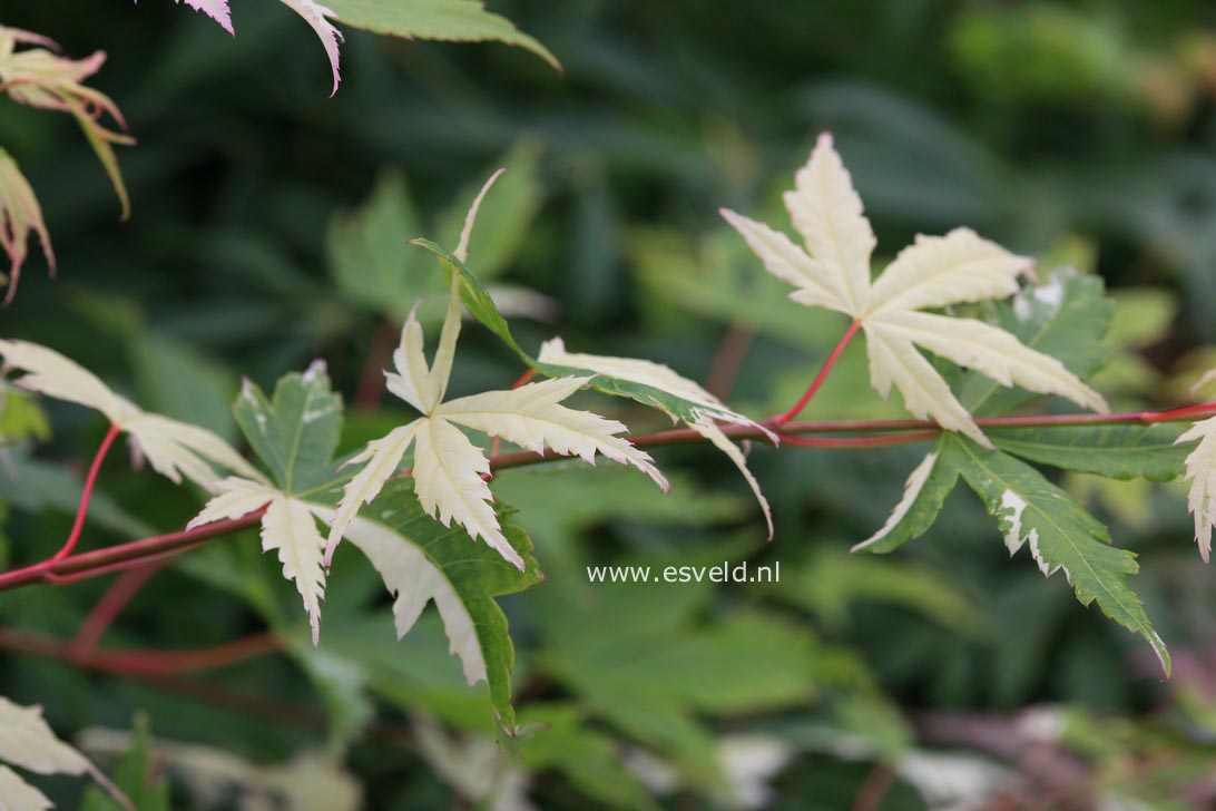 Acer palmatum 'Suruga nishiki'