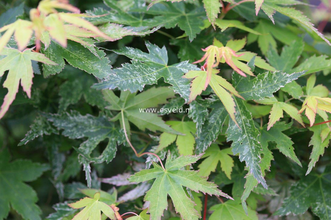 Acer palmatum 'Peve Multicolor'