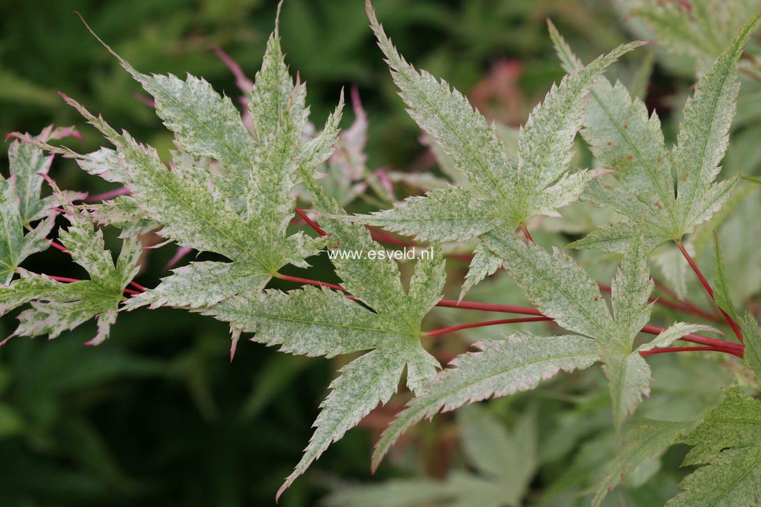 Acer palmatum 'Coral Pink'