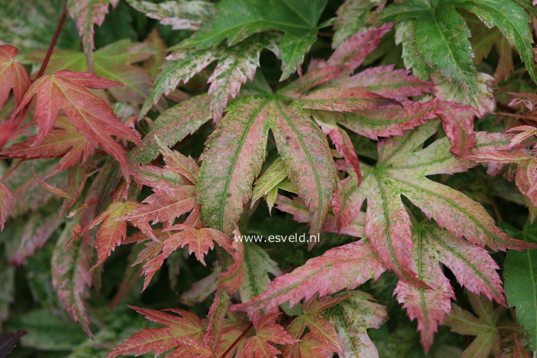 Acer palmatum 'Kawahara Rose'