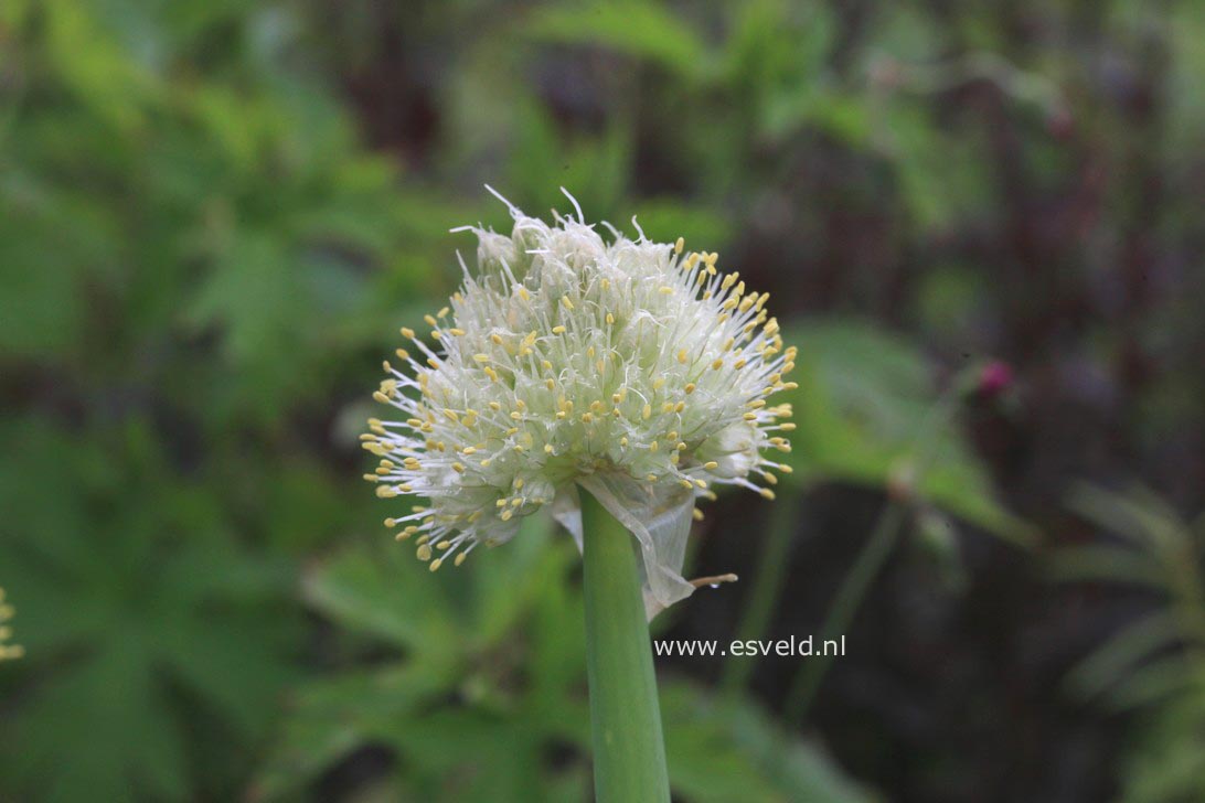 Allium fistulosum