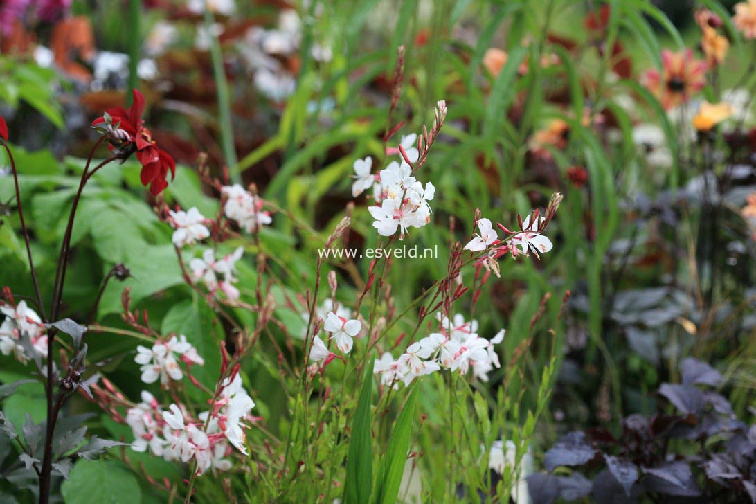 Gaura lindheimeri 'Whirling Butterflies'