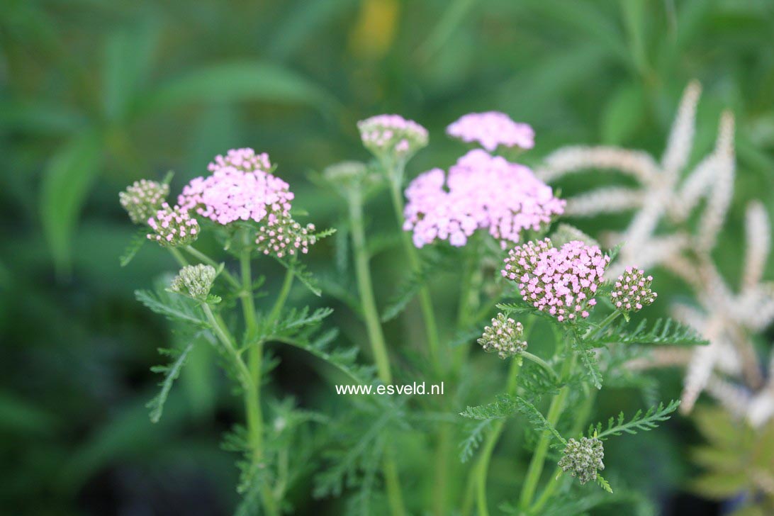 Plantentuin Esveld