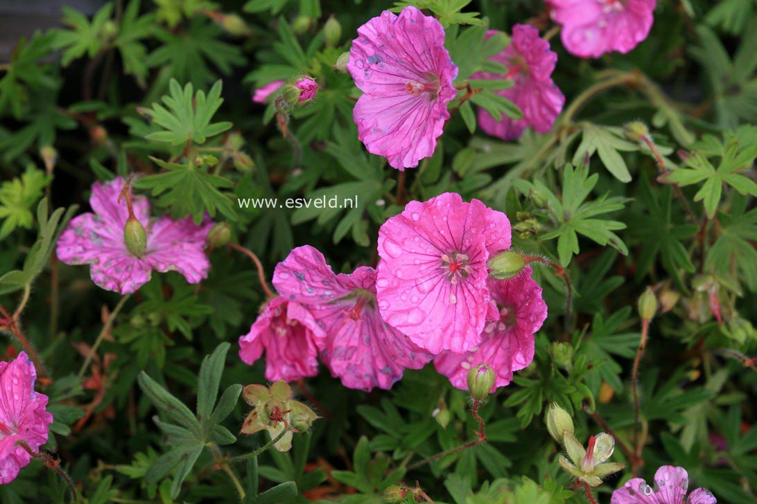 Geranium sanguineum 'Ankum's Pride'