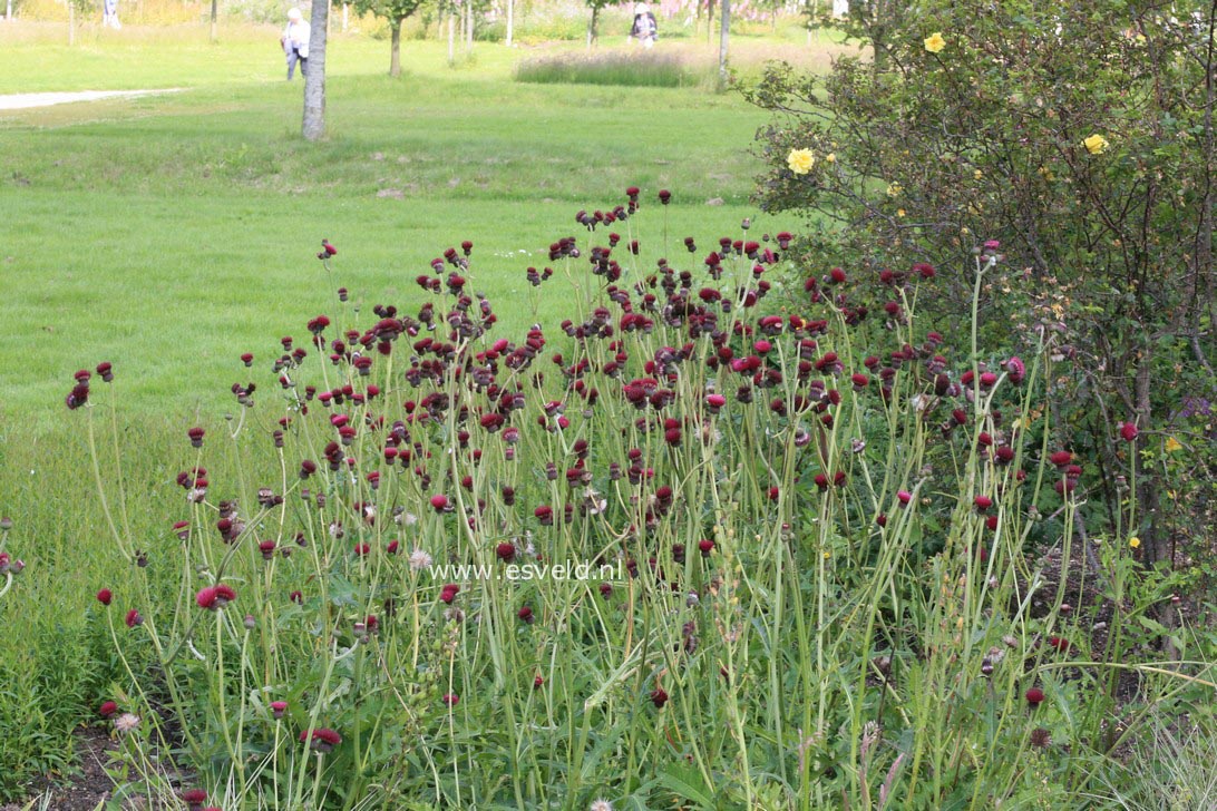 Cirsium rivulare 'Atropurpureum'