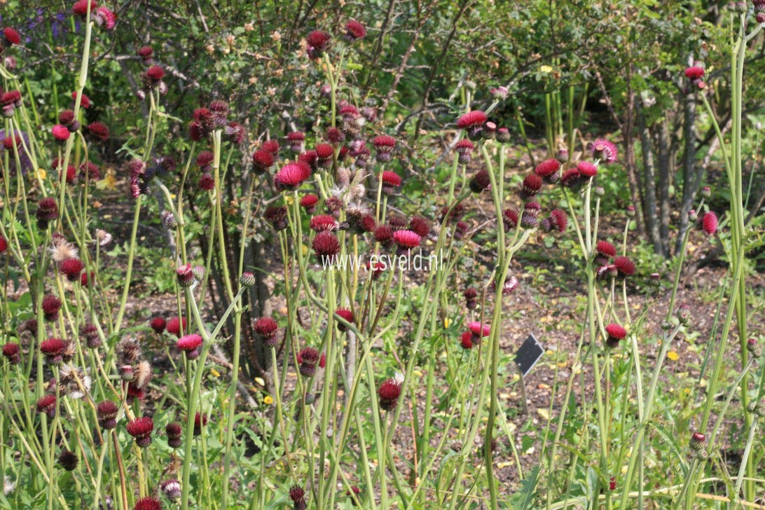 Cirsium rivulare 'Atropurpureum'