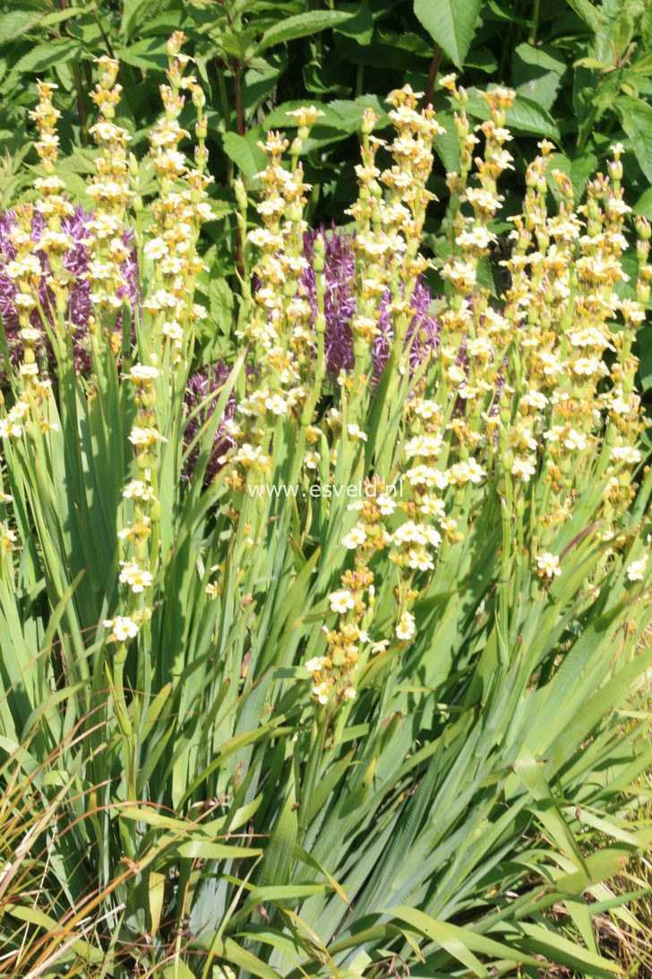 Sisyrinchium striatum