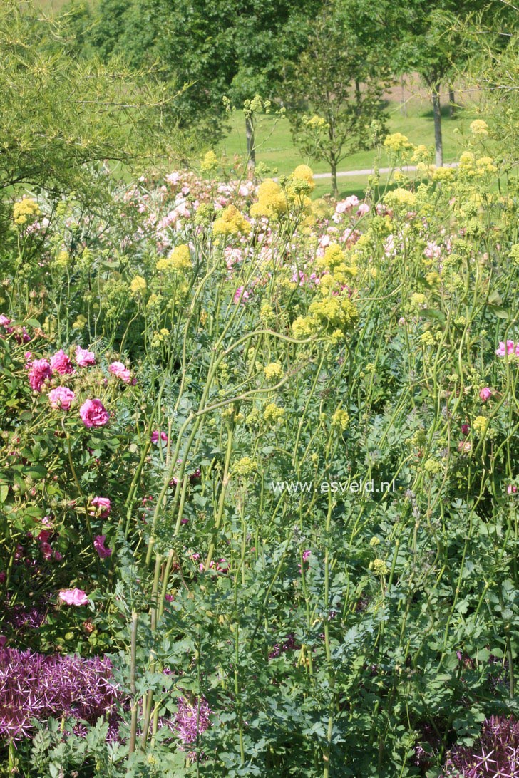 Thalictrum flavum ssp. glaucum