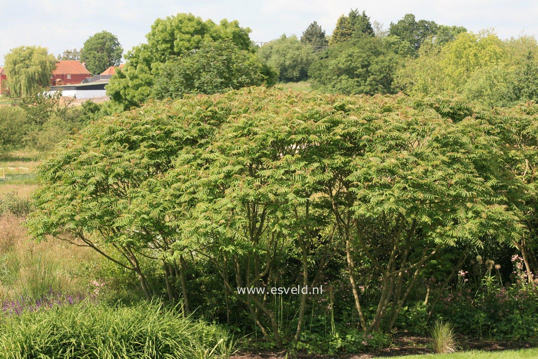 Rhus typhina