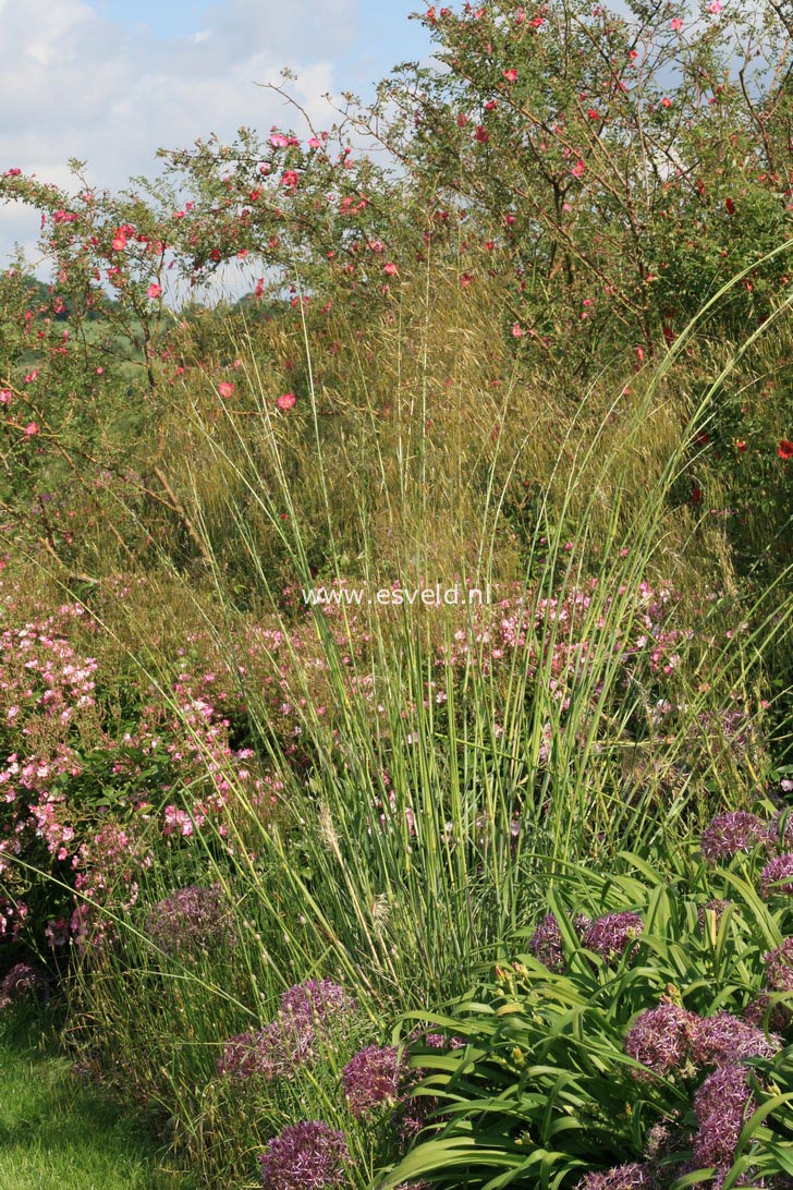 Stipa gigantea