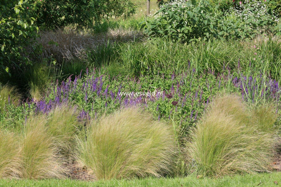 Stipa tenuifolia