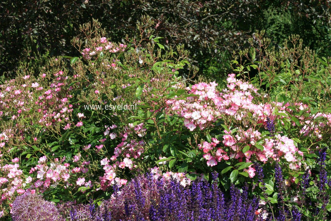 Rosa 'Ballerina'