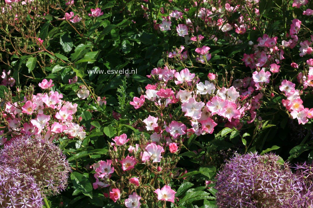 Rosa 'Ballerina'