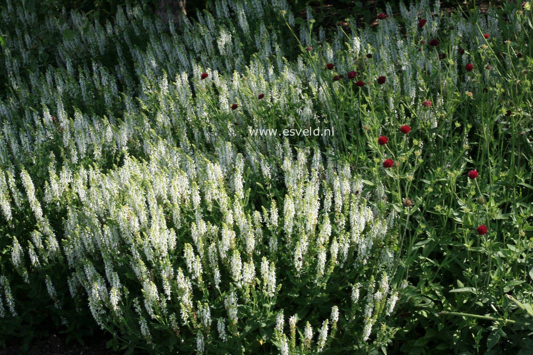 Salvia nemorosa 'Schneehuegel'