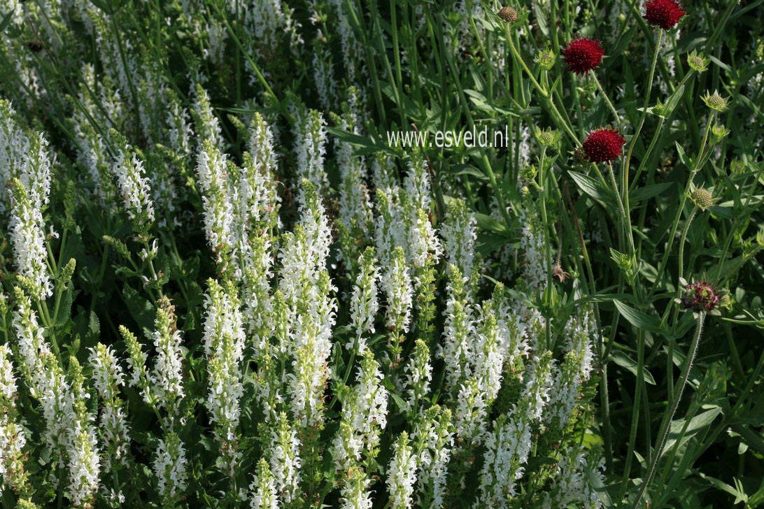 Salvia nemorosa 'Schneehuegel'