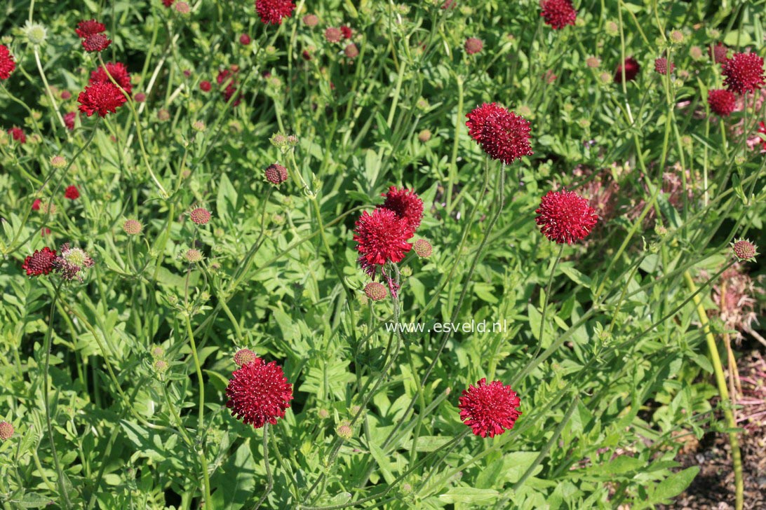 Knautia macedonica