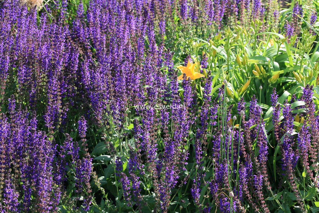 Salvia nemorosa 'Mainacht'