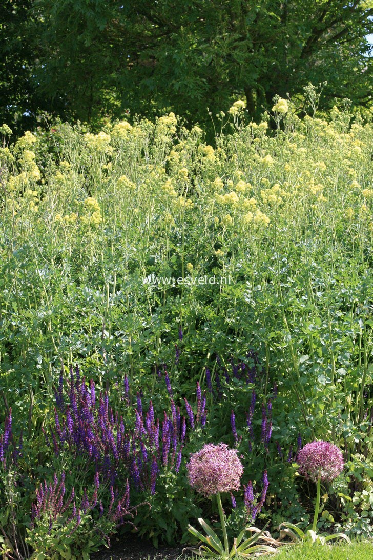 Thalictrum flavum ssp. glaucum