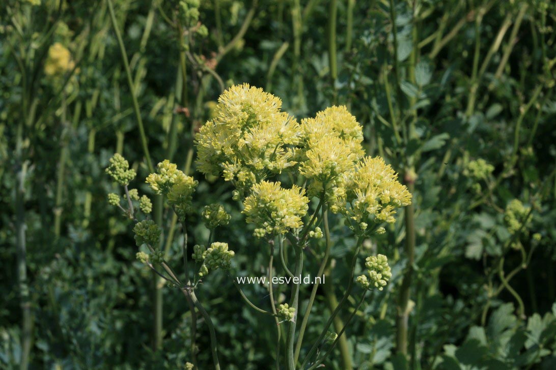 Thalictrum flavum ssp. glaucum