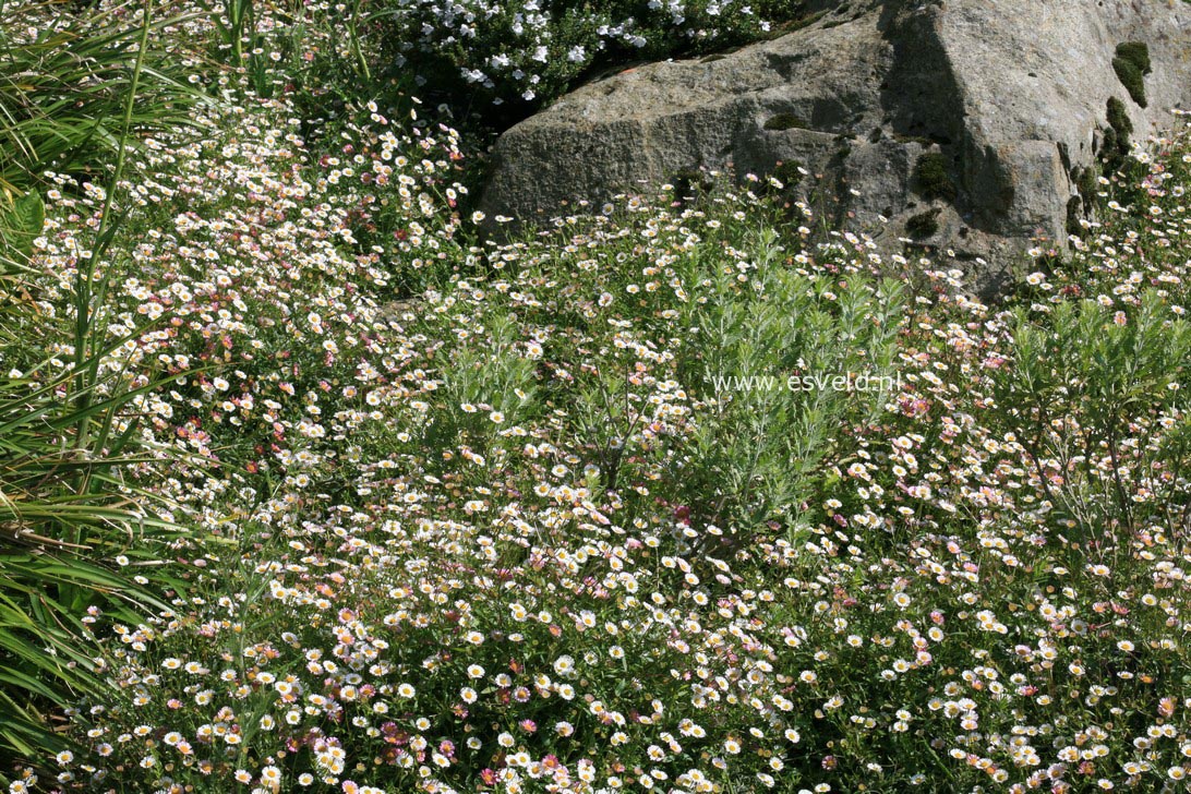 Erigeron karvinskianus