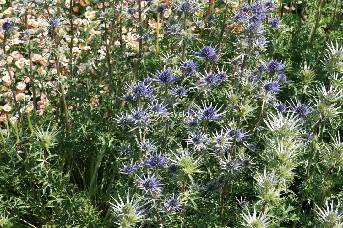 Eryngium bourgatii