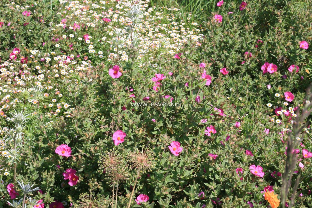 Cistus pulverulentus 'Sunset'