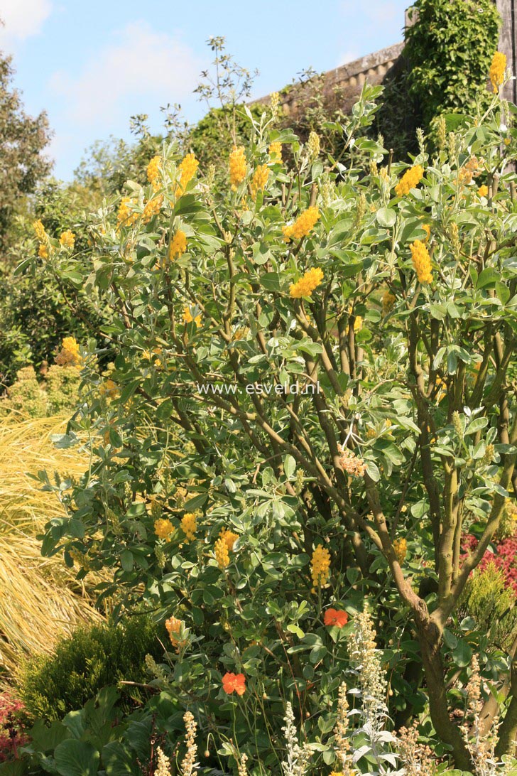 Argyrocytisus battandieri